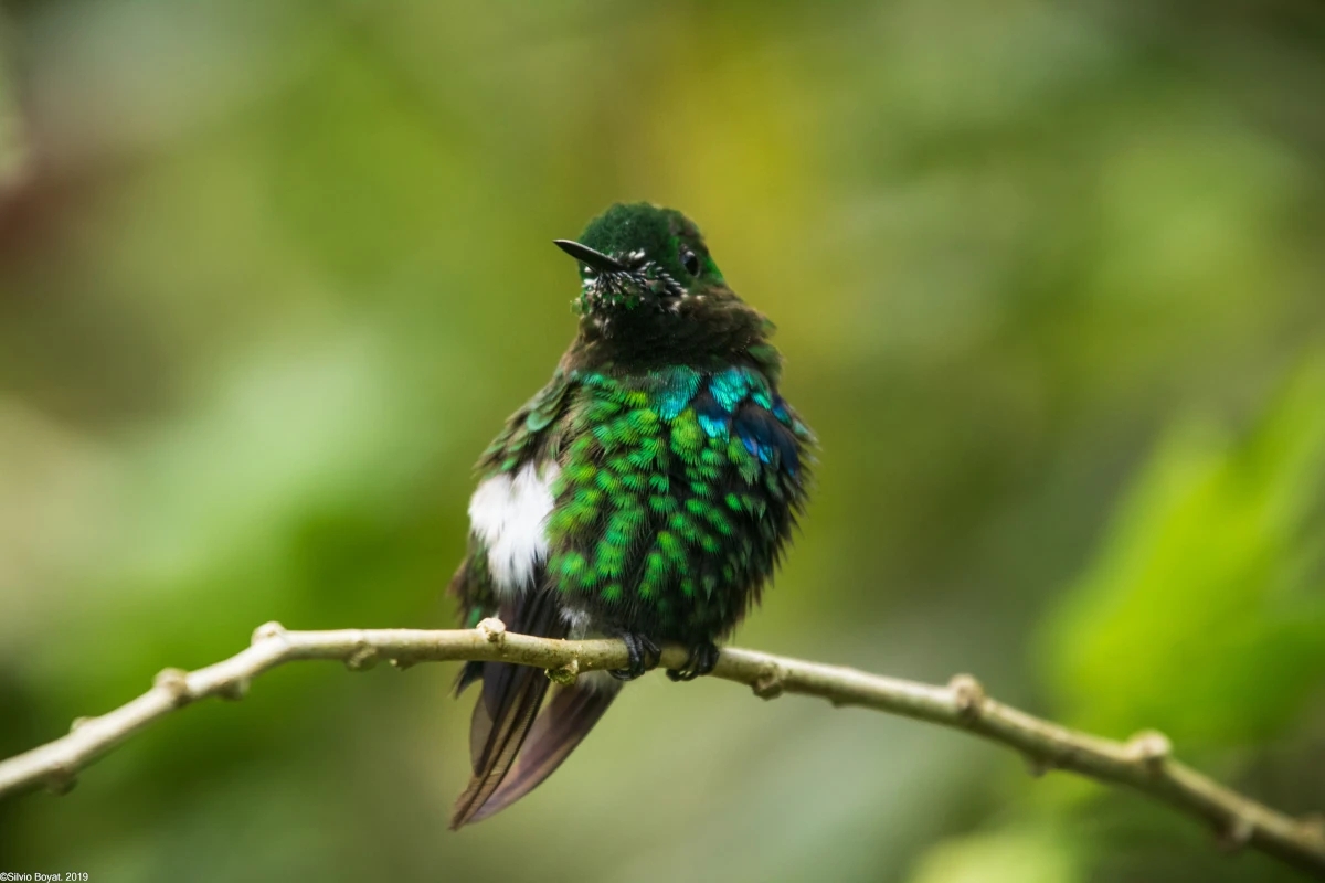 Zoom sur un colibri de Talamanca perché sur une branche