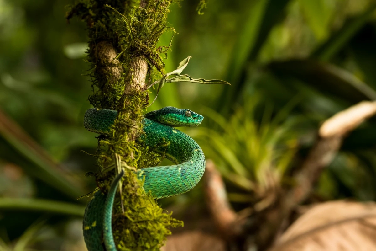 Gros plan sur une vipère des palmiers (Bothriechis lateralis) caractérisée par sa couleur vert émeraude