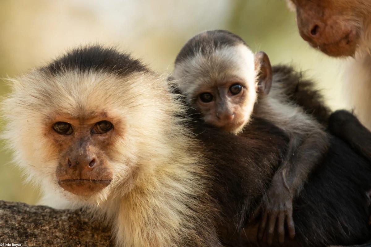 Singe capucin à tête blanche et son petit observant le photographe