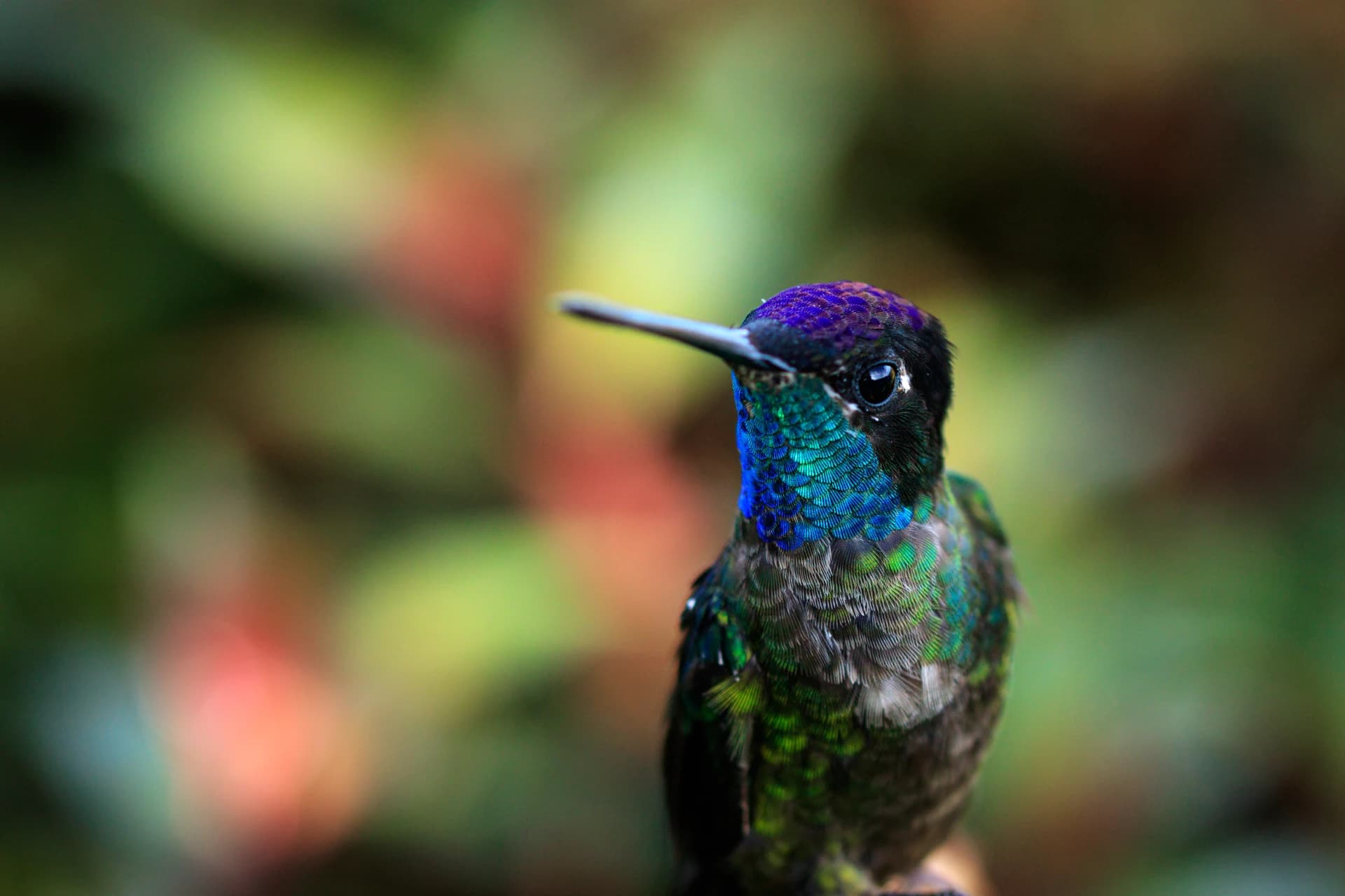 Photo en gros plan d'un colibri de Talamanca mettant en valeur les camaïeux bleu, vert et violet de ses belles plumes