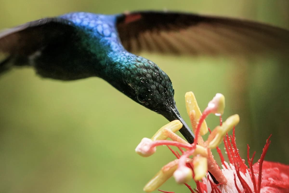 Gros plan sur la tête d'un colibri de Talamanca butinant une fleur sans cesser de voler
