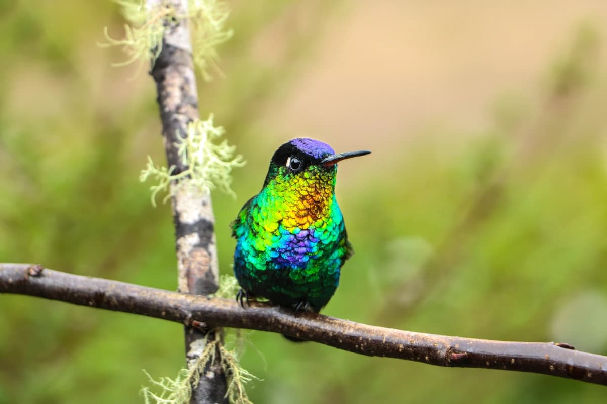 Gros plan sur la tête d'un colibri de Talamanca butinant une fleur sans cesser de voler