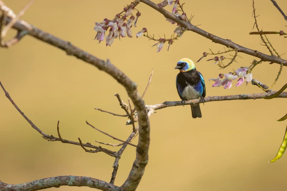 Tangara à capuchon d'or, oiseau bleu tropical perché sur une branche