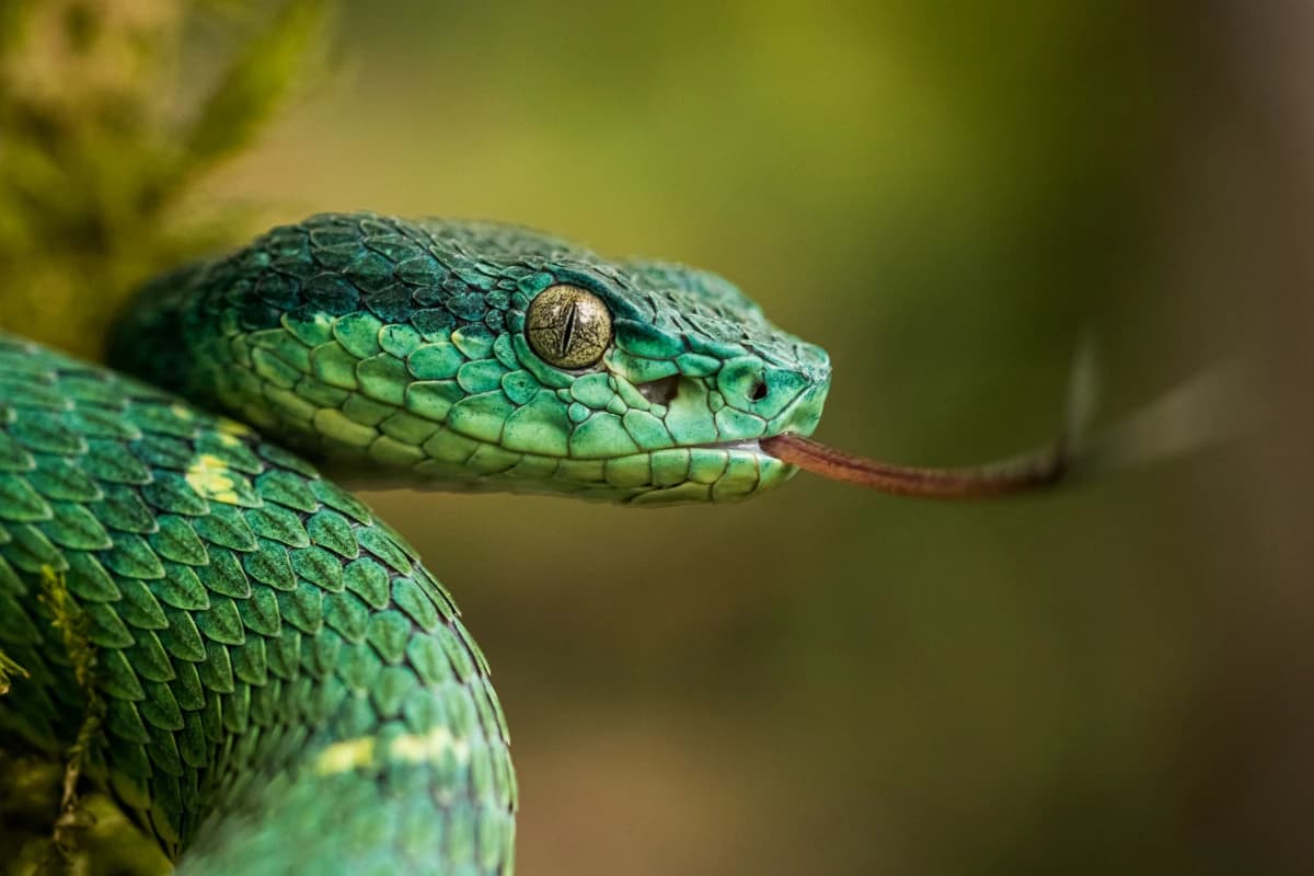 Gros plan sur la tête d'une vipère des palmiers (Bothriechis lateralis) caractérisée par sa couleur vert émeraude