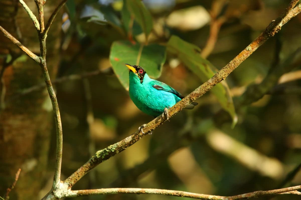 Oiseau Guit-guit émeraude ou Tangara émeraude (Chlorophanes spiza) perché sur une branche
