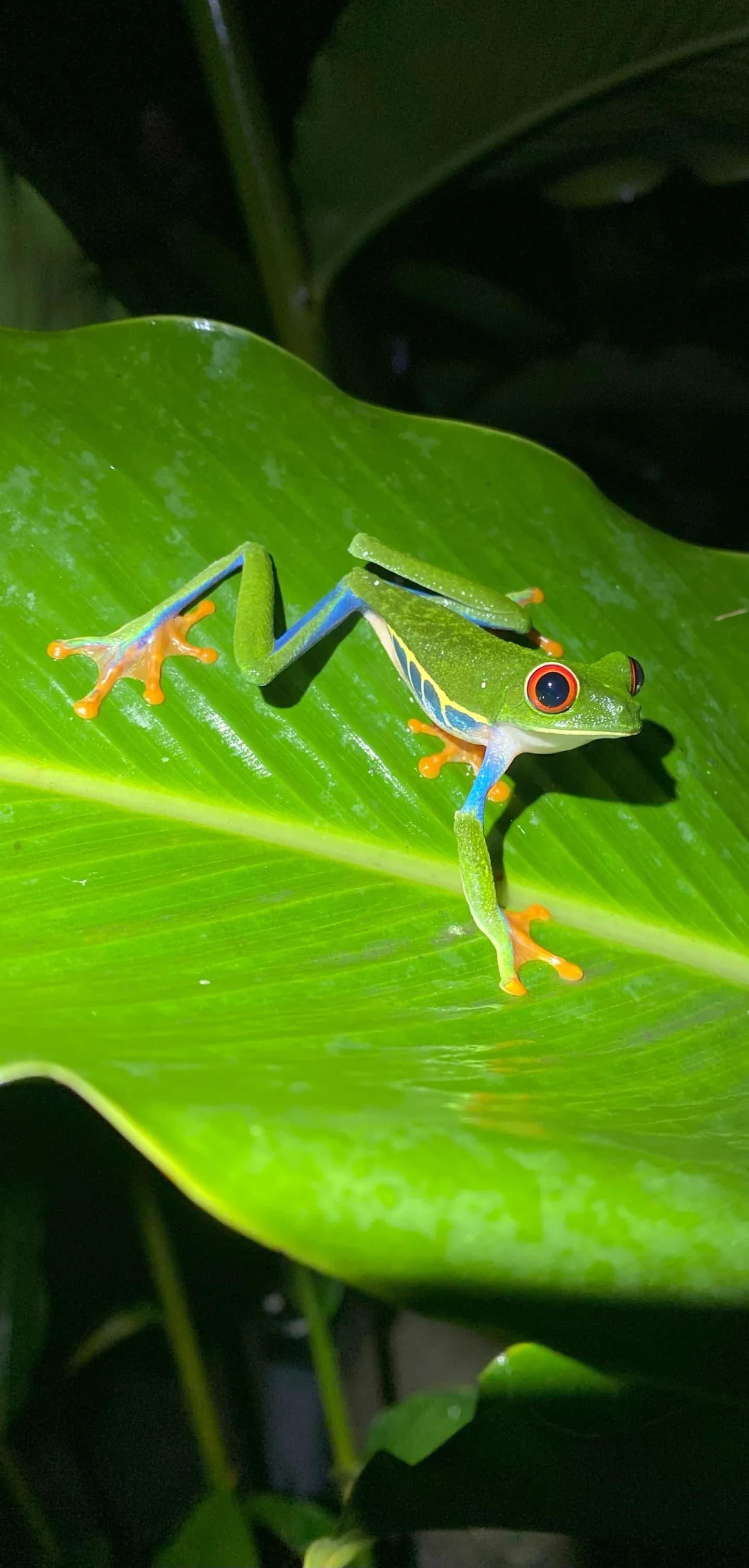 Grenouille rainette aux yeux rouges ou Agalychnis callidryas, l'une des espèces emblématiques du Costa Rica