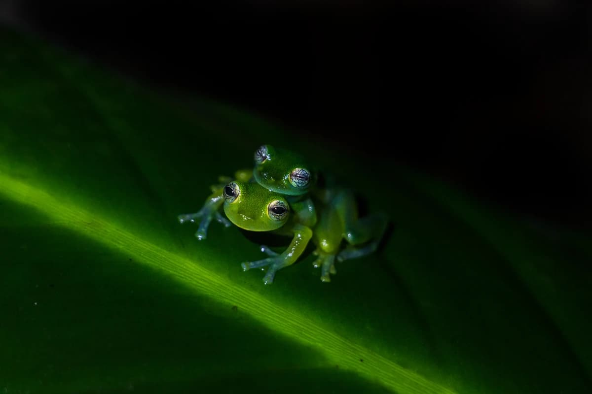 Deux Grenouilles de verre (Sachatamia ilex) se reposent sur une feuille. Leur aspect translucide leur apporte discretion et donc protection. Elles vivent dans les forêts tropicales humides d'Amérique centrale